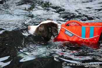 Meet 'Tsunami': The Hero Dog Who Sniffed Out 13 Earthquake Survivors Buried Beneath The Rubble