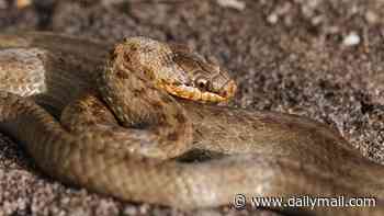 Heatwave prompts summer SNAKE warning in Britain: Shock new figures reveal a sharp rise in incidents during warm weather