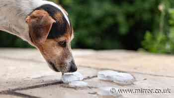 Dog owners urged to stop feeding common 'cooling' treat during UK heatwave