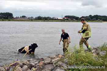 Brandweer redt koe uit snelstromende rivier