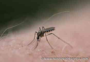 Mosquito-free summers nice while they lasted
