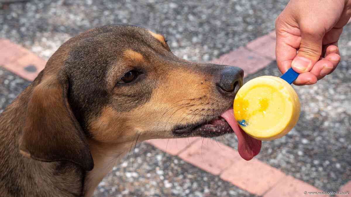 Dog owners told to stop giving pets common 'cooling' treat in heatwave
