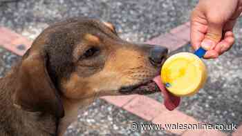 Dog owners told to stop giving pets common 'cooling' treat in heatwave