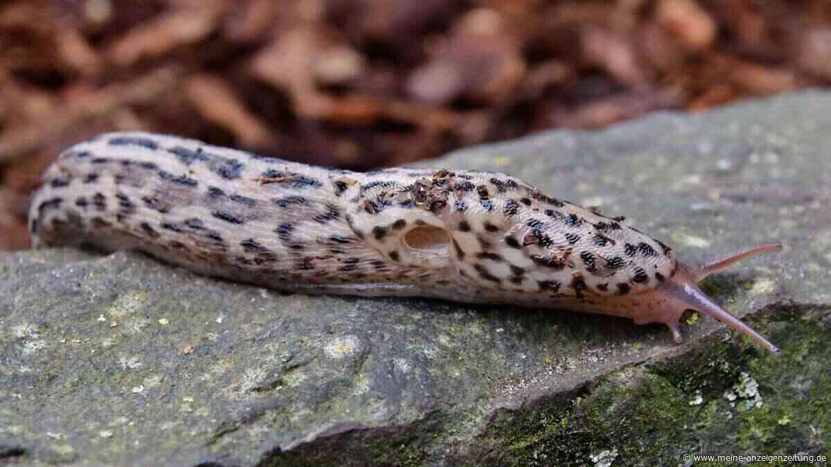 Die Mehrheit der Menschen beseitigt sie umgehend – doch im Kampf gegen Schnecken im Garten erweisen sie sich als wertvoll