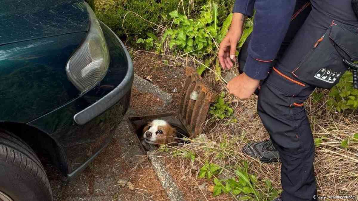 Vermist hondje blijkt hele nacht vast te zitten in openstaande put