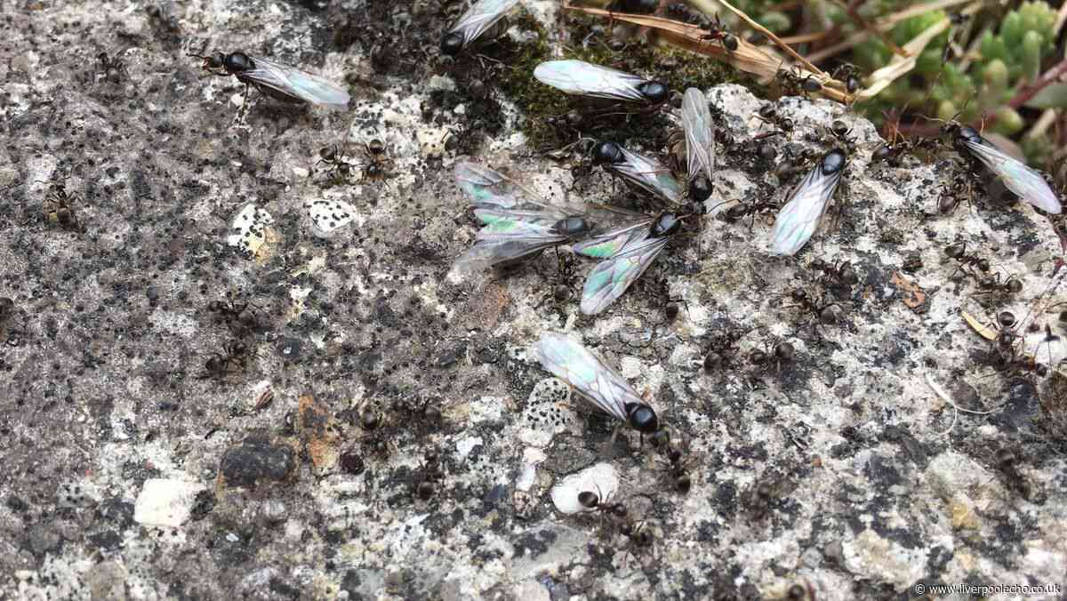 Keep flying ants out of your garden by using common 85p kitchen item this month
