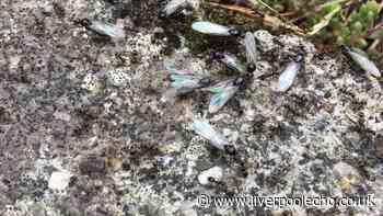 Keep flying ants out of your garden by using common 85p kitchen item this month