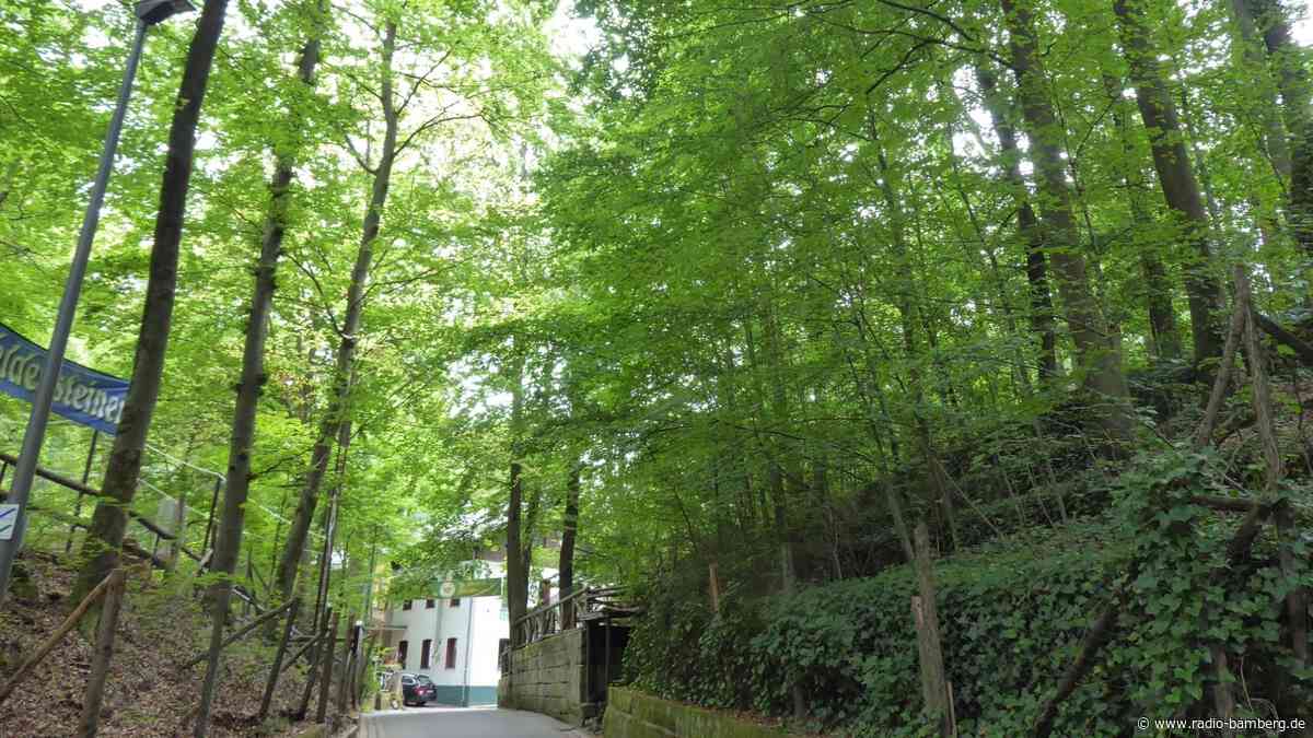 Forchheimer Kellerwald wird fit für die Zukunft gemacht