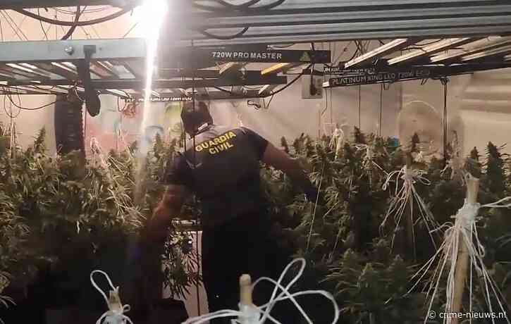 Grote wietkwekerij opgerold aan Spaanse kust: zeven verdachten gepakt bij actie drugsnetwerk
