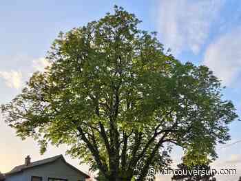 Douglas Todd: Tough watering restrictions threaten Metro Vancouver’s trees