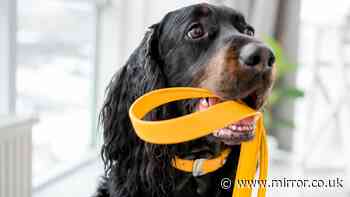 Important reason people should never approach dogs wearing yellow