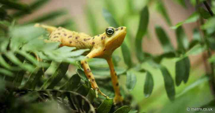 Scientists are trying to make frogs poisonous again