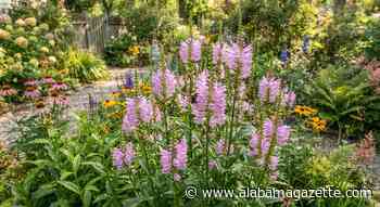 Gardening Potpourri July
