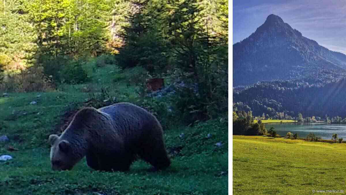 Braunbär nur 300 Meter neben Bauernhof in Tirol gesichtet – fünf Kilometer von deutscher Grenze entfernt