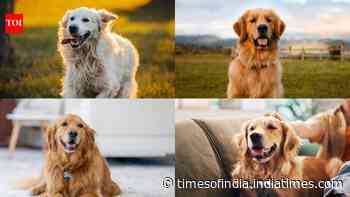 7 cool nicknames for your pet Golden Retriever