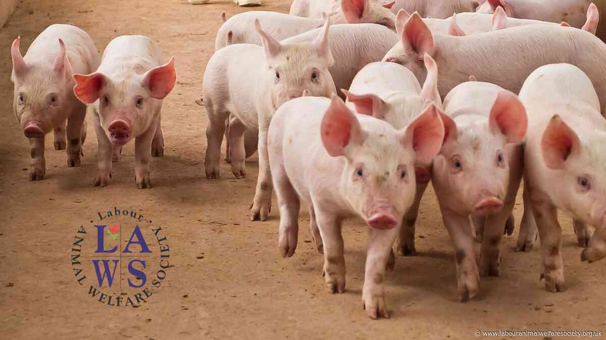 Urge Andy Burnham to protect animal welfare
