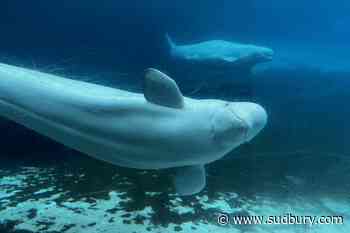 U.S. approves 'emergency rescue' plan to import Marineland's whales and dolphins