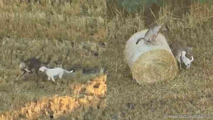 È entrato nel branco e non è più tornato indietro: cucciolo di cane adottato da un branco di lupi. Il gesto del maschio dominante sorprende i ricercatori