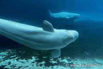 U.S. approves 'emergency rescue' plan to import Marineland's whales and dolphins