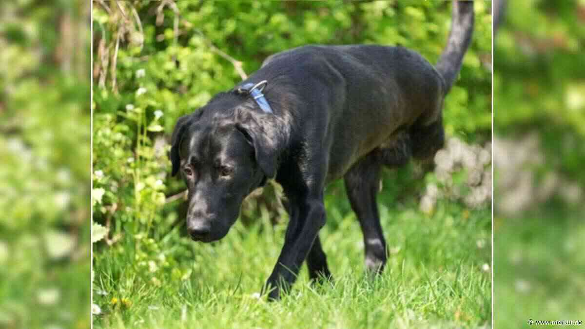 „Wurde im Straßengraben gefunden“: Tierheim sucht Zuhause für Hund Alvaro