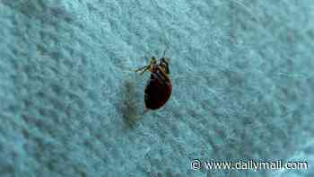 America's bed bug hotspots revealed in new map showing the 50 worst cities for blood-sucking pests... is your hometown infested?