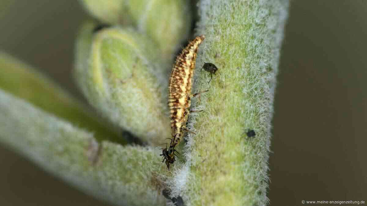 Wer frisst die Blattläuse in meinem Garten? Wie Sie die Pflanzensauger mit natürlichen Feinden bekämpfen