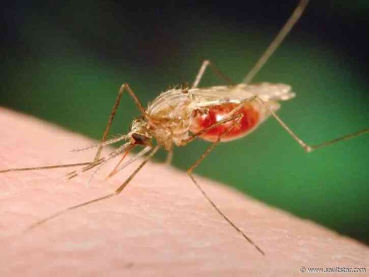 Keep on your toes as West Nile virus recently detected: Algoma Public Health