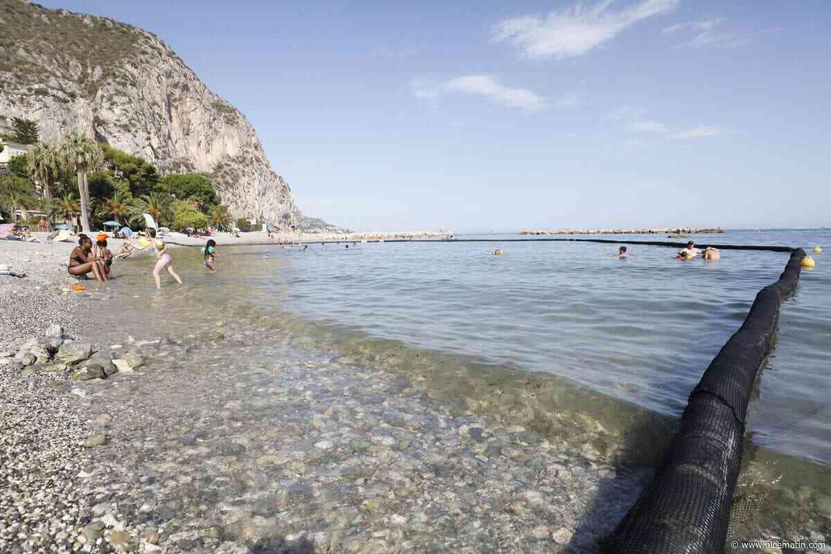Attention aux piqûres dans la mer : des méduses signalées dans les Alpes-Maritimes et le Var, voici la liste des plages concernées