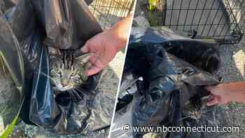 Animal control searching for person who left cat overnight in Seymour parking lot