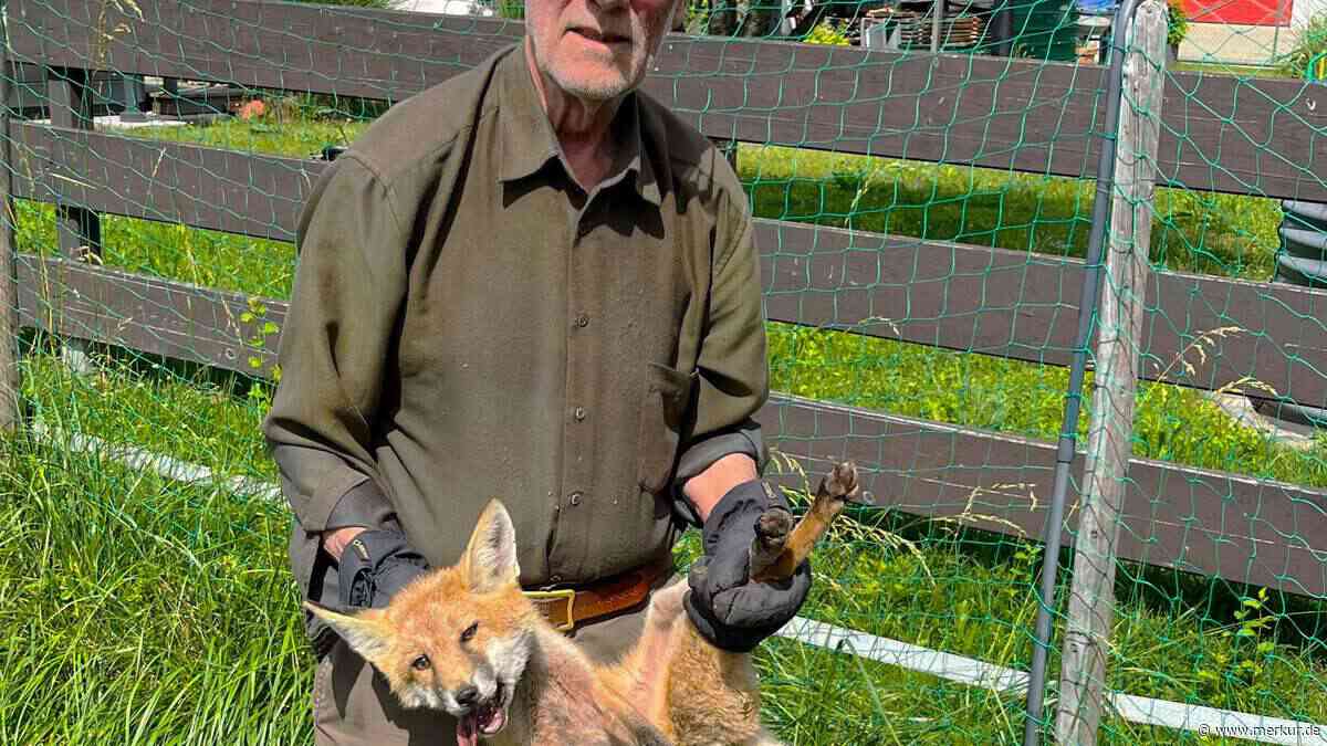 Hechelnd und sehr schwach: Oberbayer rettet Rotfuchs aus misslicher Lage