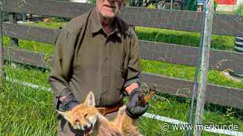 Hechelnd und sehr schwach: Oberbayer rettet Rotfuchs aus misslicher Lage