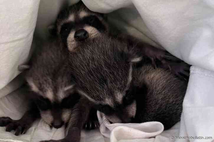 Weird, wonderful donations keep Vancouver Island wildlife rehab moving