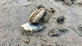 Food inspection agency warns of paralytic toxin in shellfish in Quebec's North Shore
