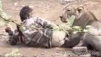 Man is attacked and pinned down by a lioness for 30 minutes... but survives after STROKING it to calm it down