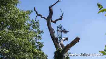 Wimbledon queue grinds to a halt after family of sleeping BATS were found nesting in dead tree outside All England Club