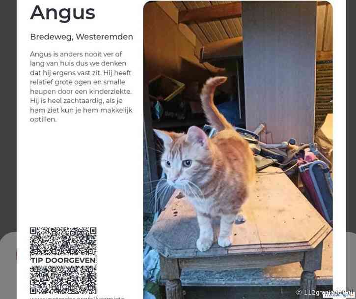 Deze kat(Angus) is vermist vanuit Westeremden