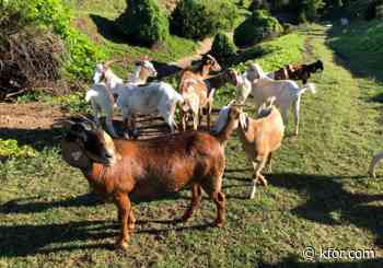 Pawnee Bill Ranch welcomes new herd of goats