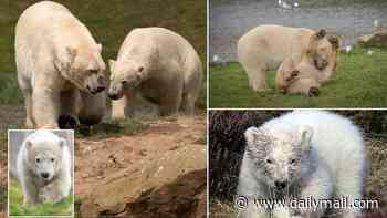 Bear hugs aplenty as brothers are united for the first time!