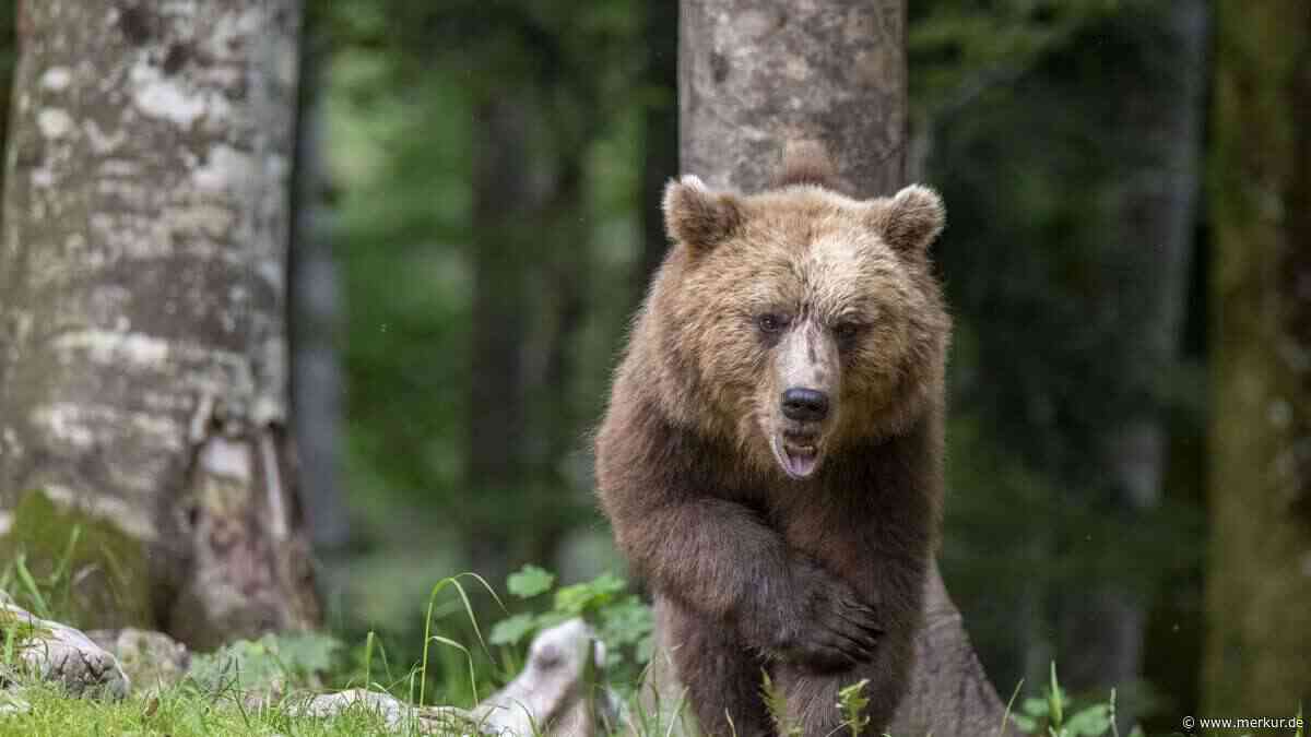 Bär in Tirol gesichtet: Landratsamt Miesbach sieht sich gut vorbereitet
