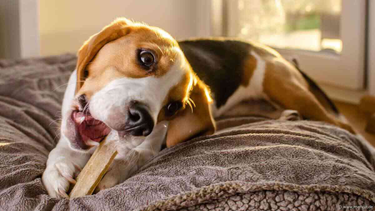 Kauartikel für Hunde: Expertin bewertet 5 Produkte – eines bekommt 0 Punkte