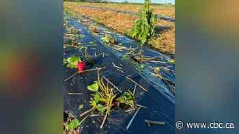 A year of hope lost in 15 minutes: Hail devastates Sask. strawberry farm