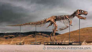 One of the world's largest T. rex skeletons is heading to auction with a price tag of up to $30 million