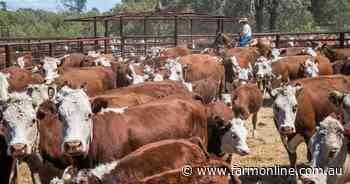 A tale of two markets: Queensland pushes ahead as southern beef kills ease
