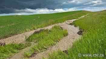 Sask. farmers long for warmer days as crops suffer from severe weather
