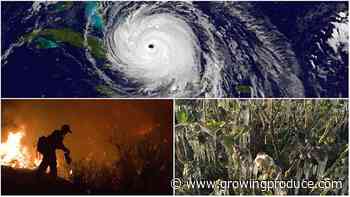 Ways Vegetable Growers Are Building Resilience To Extreme Weather Risks