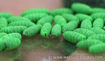 What to know about protecting pets from the New World screwworm fly