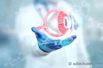 Scientists Discover a Natural Molecule That Could Help Prevent Vision Loss