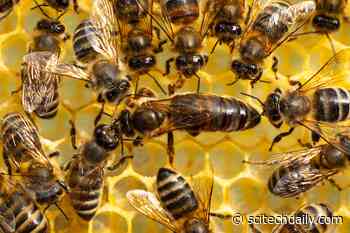 Scientists Thought Royal Jelly Made Queen Bees. They Were Wrong
