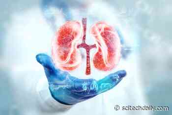 Scientists Discover Hidden Kidney Pathway That Rewrites Biology Textbooks