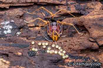 The Spider-Like Creatures Helping Scientists Decode the Origins of Fatherhood